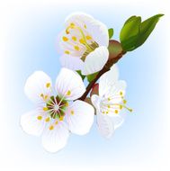 flowering apricot