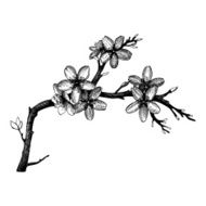 Spring blooming fruit tree illustration