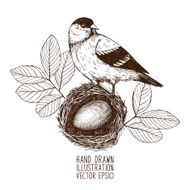 Vintage sketch of birds in nest