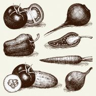 Vector collection of ink hand drawn vegetables