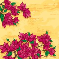 bougainvillea flowers N2