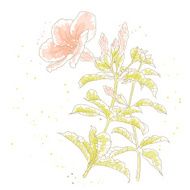 Allamanda