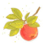 apple branch N2