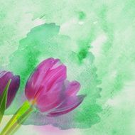 tulip flowers N5