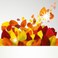 autumn leaves N167