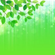 green leaves background N22