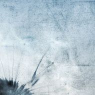 Dandelion N50