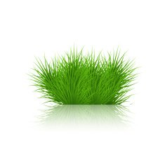 Vector grass on white background eps10 N2