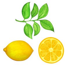 Watercolor set lemon slice lemon and leafs isolated