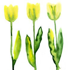 Tulips floral watercolor N2