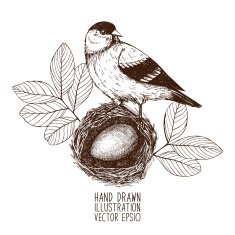 Vintage sketch of birds in nest