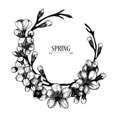 hand drawn blooming fruit tree twig illustration N10