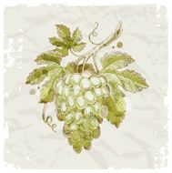 Grunge hand drawn bunch of grapes