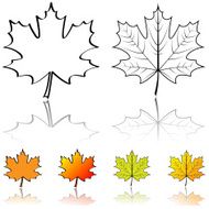 Maple Leaf N45