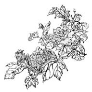 peony N20