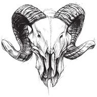 Ram skull N3