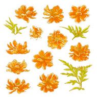 Collection of cosmos flowers N2