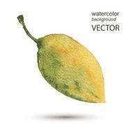 Abstract leaf watercolor hand painted background N4