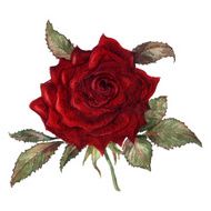 Hand painted red rose watercolor
