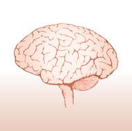 Human Brain N53