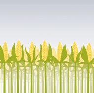 Corn N12