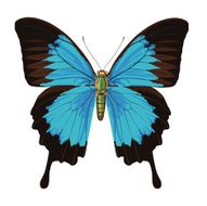 Blue Butterfly N16