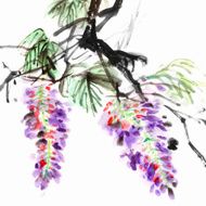 wisteria flowers