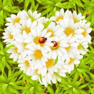 Camomile Heart ladybugs and seamless background