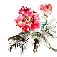 paeonia flowers