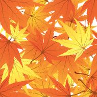 seamless maple background N2