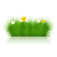 Vector grass on white background eps10 N3