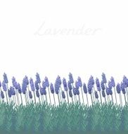 Lavander field - seamless border pattern