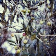 Olive Tree Detail
