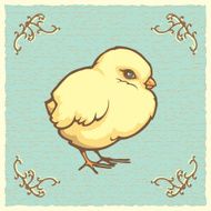 Baby chick N8