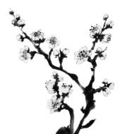 Plum blossom N20