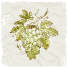 Grunge hand drawn bunch of grapes