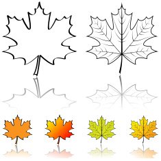 Maple Leaf N45