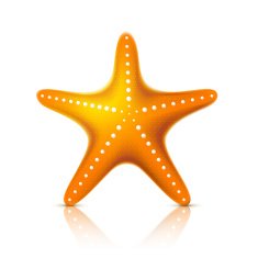 Starfish N11