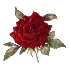 Hand painted red rose watercolor