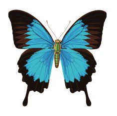 Blue Butterfly N16