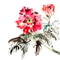 paeonia flowers