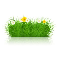 Vector grass on white background eps10 N3