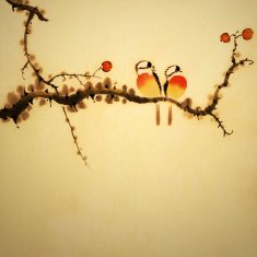 Birds N129