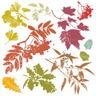 Autumn Leaf Design Elements Silhouette Set N2