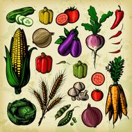 Vintage Vegetables Set - Colour