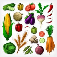 Vector Vegetables Set - Complete