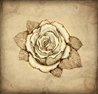 Pencil drawing of rose N2
