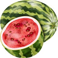 Watermelon Fruit N6