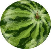 Watermelon Fruit N20