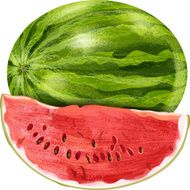Watermelon Fruit N23
